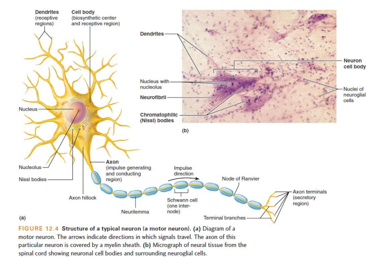 <ol><li><p>Soma</p></li><li><p>Dendrites</p></li><li><p>Axon</p></li><li><p>Telodentria (terminal axonal arborizations)</p></li></ol><p></p>