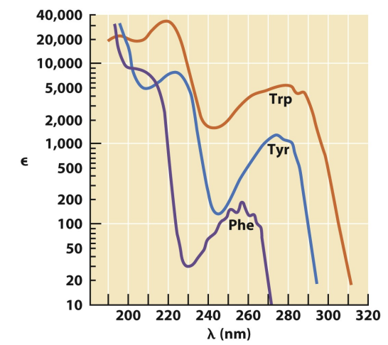 <p>absorb at different wavelengths</p>