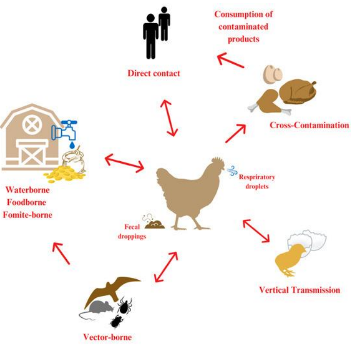<p>there are 8 different ways that birds get sick name the main two and any others</p>