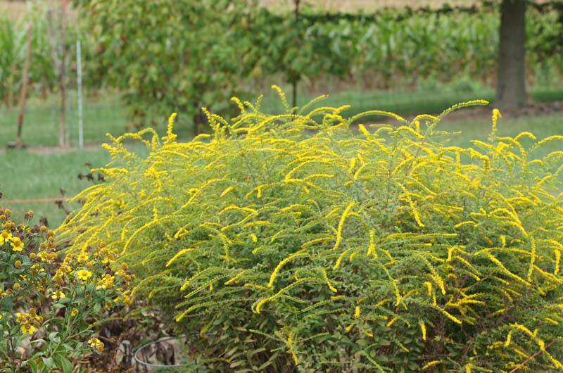 <p>n Solidago rugosa "‘Fireworks’</p><p>Tall sturdy clumps with narrow foliage and airy branching fold flower panicles from late summer to fall</p><p>Full sun to light shade</p><p>Moist soil</p>