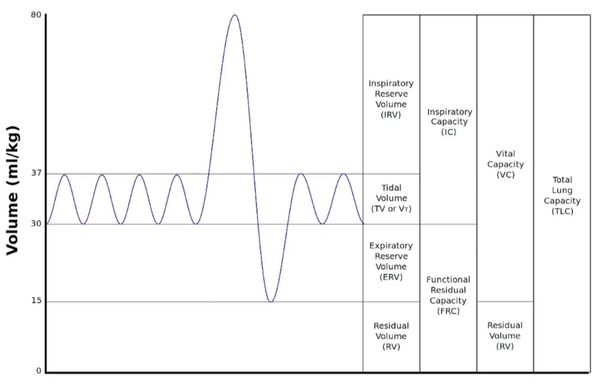 <p></p><p>The four primary lung volumes include:</p><ol><li><p>Tidal Volume (TV) - the amount of air inhaled or exhaled during normal breathing.</p></li><li><p>Inspiratory Reserve Volume (IRV) - the maximum amount of air that can be inhaled after a normal inhalation.</p></li><li><p>Expiratory Reserve Volume (ERV) - the maximum amount of air that can be exhaled after a normal exhalation.</p></li><li><p>Residual Volume (RV) - the amount of air remaining in the lungs after a forced exhalation.</p></li></ol><p>The lung capacities are:</p><ol><li><p>Total Lung Capacity (TLC) - the total volume of air in the lungs after a maximum inhalation.</p></li><li><p>Vital Capacity (VC) - the maximum amount of air that can be exhaled after a maximum inhalation.</p></li><li><p>Functional Residual Capacity (FRC) - the volume of air remaining in the lungs after a normal exhalation.</p></li><li><p>Inspiratory Capacity (IC) - the maximum volume of air that can be inhaled after a normal exhalation. </p></li></ol><p></p>