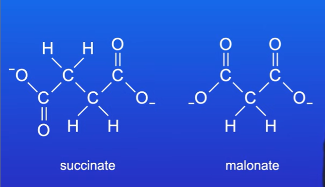 <p>Substrate for enzyme involved in respiration , malonate has a similar structure to succinate.</p><p>So malonate can act as a competitive inhibitor, so malonate can inhibit respiration.</p>