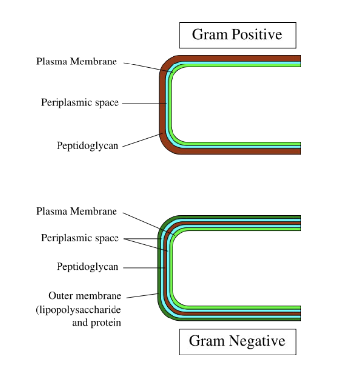 <p><span>• After the dutch scientist Christian Gram<br>• Crystal violet forms a complex with iodine that cannot ‘escape’ from thick cell wall<br>• Not perfect for identification purposes but generally useful for rudimentary (basic) analyses</span></p><p>Gram + has thick peptidoglycan</p><p>Gram - has thin peptidoglycan and has an outer membrane</p><p>flood cell with crystal violet then add iodine ⇒ complex that is too big to leak out the thick peptidoglycan in gram + and stain purple</p><p>gram - has saffron that stains on pink (opposite to the image) </p>