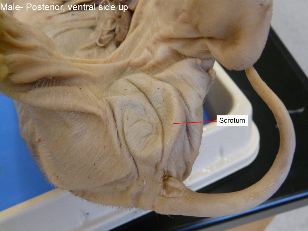 <p><span style="background-color: transparent;">External sac that protects and regulates the temperature of the testes.</span></p>