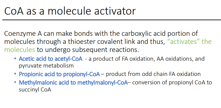 <ol><li><p><strong>Acetic acid to acetyl-CoA </strong>- a product of FA oxidation, AA oxidations, and pyruvate metabolism</p></li><li><p><strong>Propionic acid to propionyl-CoA</strong>- product from odd chain FA oxidation </p></li><li><p><strong>Methylmalonic acid to methylmalonyl-CoA– </strong>conversion of propionyl CoA to succinyl CoA</p></li></ol><p></p>