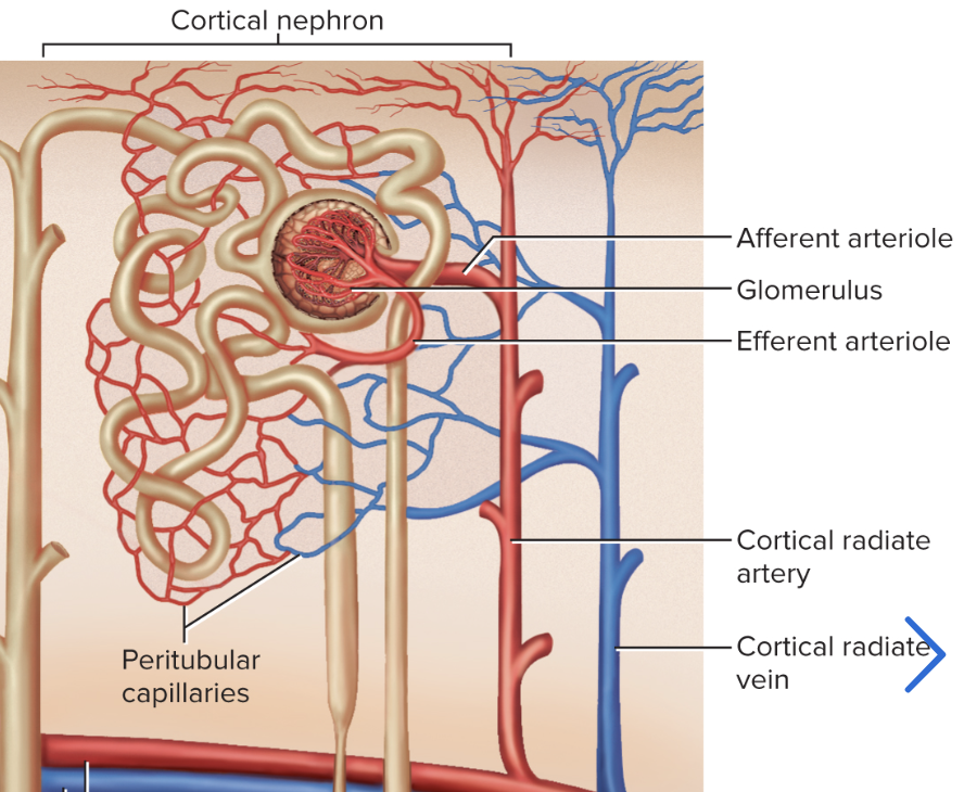 <p>Glomerulus + capsule</p><ul><li><p>(glomerulus is inside the nephron)</p></li></ul><p>Site of filtration</p>