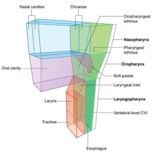 <p>common superior muscular chamber of the aero-digestive stream</p>