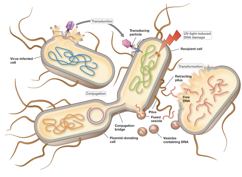 <ol><li><p>Transformation</p></li><li><p>Conjugation</p></li><li><p>Transduction</p></li></ol><p></p>