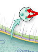 <p>use mRNA to synthesize proteins</p><ul><li><p>made of protein and ribosomal RNA</p></li></ul><p></p>
