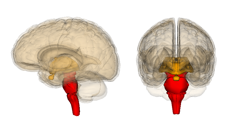 <p>Brainstem </p>