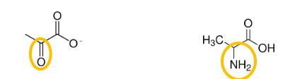 <p>Name the keto acid and its amino acid</p>