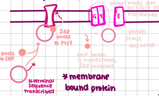 <p>Co-Translational</p><p></p>