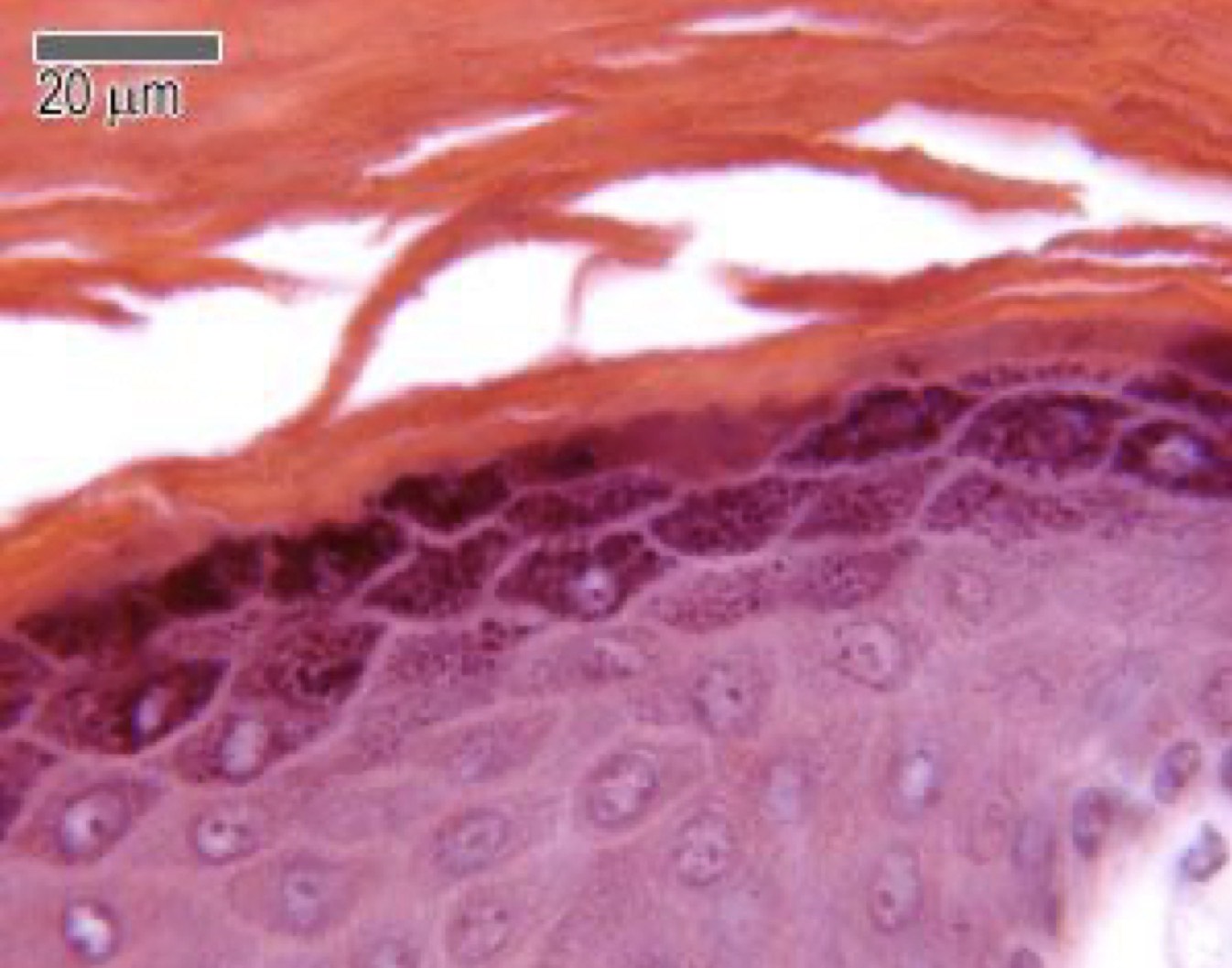 <p>Identify the layer?</p>