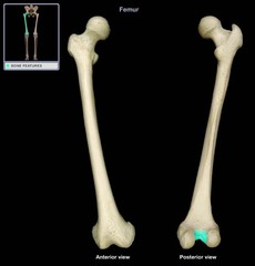 <p>deep depression located between the condyles and beneath the popliteal surface</p>