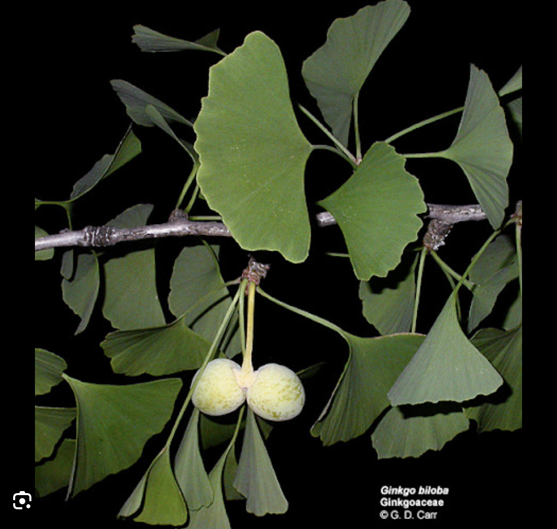 <ul><li><p>Fan shaped leaves</p></li><li><p>Male cones catkin like</p></li><li><p>Tree</p></li></ul><p></p>