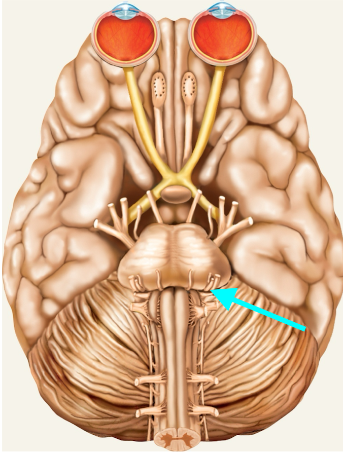 <p>Nerve, number, sensory or motor?</p>