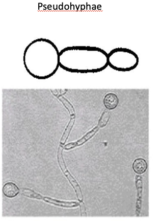 <p>TRUE or FALSE. This result is for Candida albicans </p>