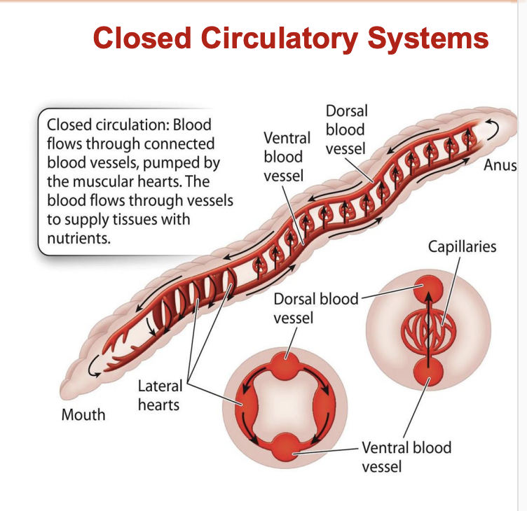 <ul><li><p>Blood flows through connected blood vessels </p><ul><li><p>pumped by muscular hearts</p></li></ul></li><li><p>Blood flows through vessels to supply tissues with nutrients</p></li></ul><p></p>