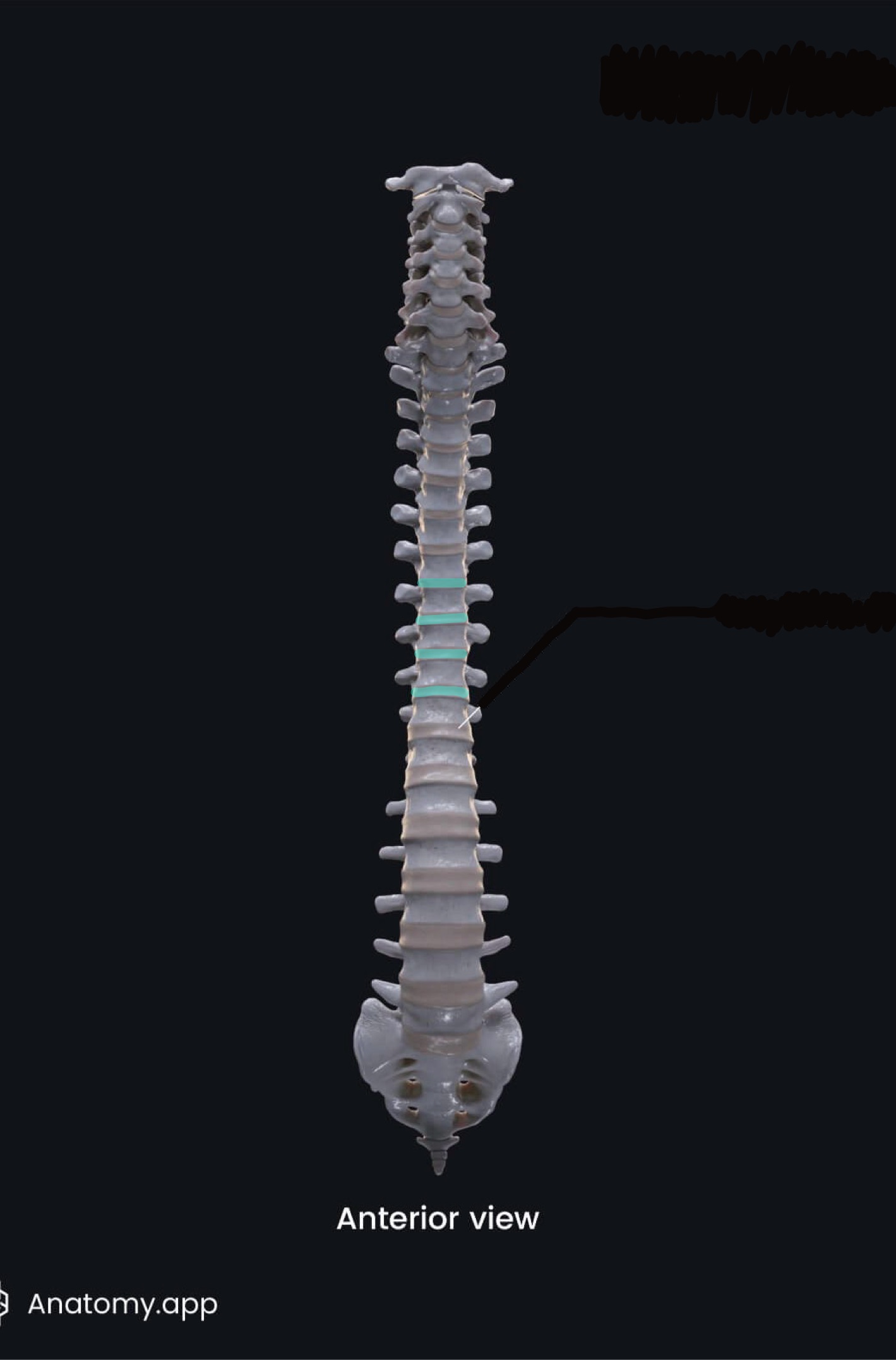 <p>what is the highlighted bony landmark</p>