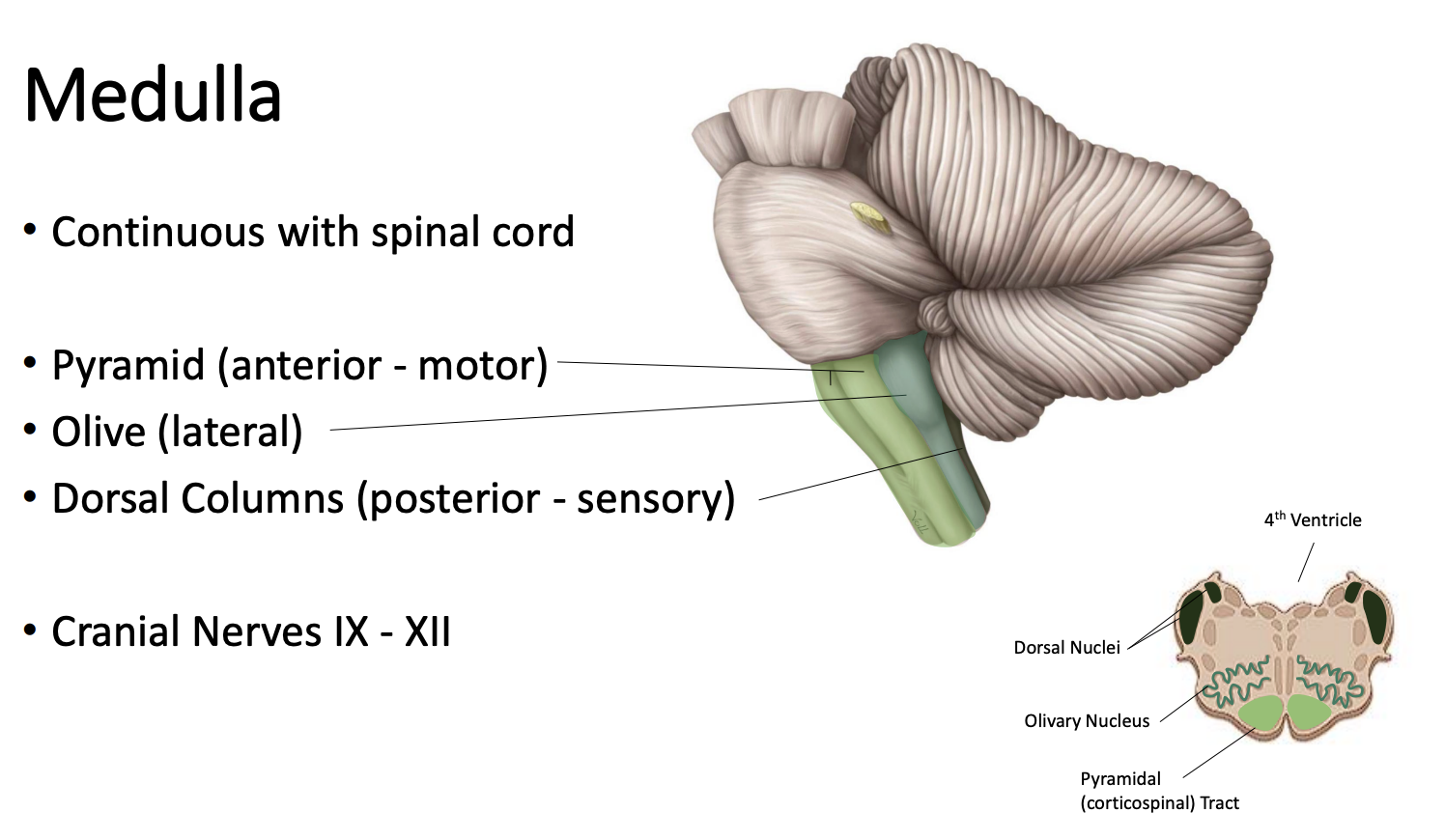 <p>[Image] Pyramid (anterior - motor). Olive (lateral). Dorsal columns (posterior - sensory).</p>