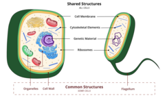 <p>Eukaryotes have a nucleus, membrane-bound organelles, linear chromosomes, and larger size.</p>