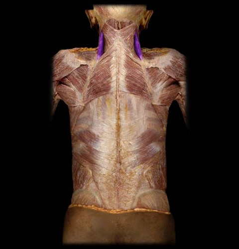 <p>ID muscle</p>