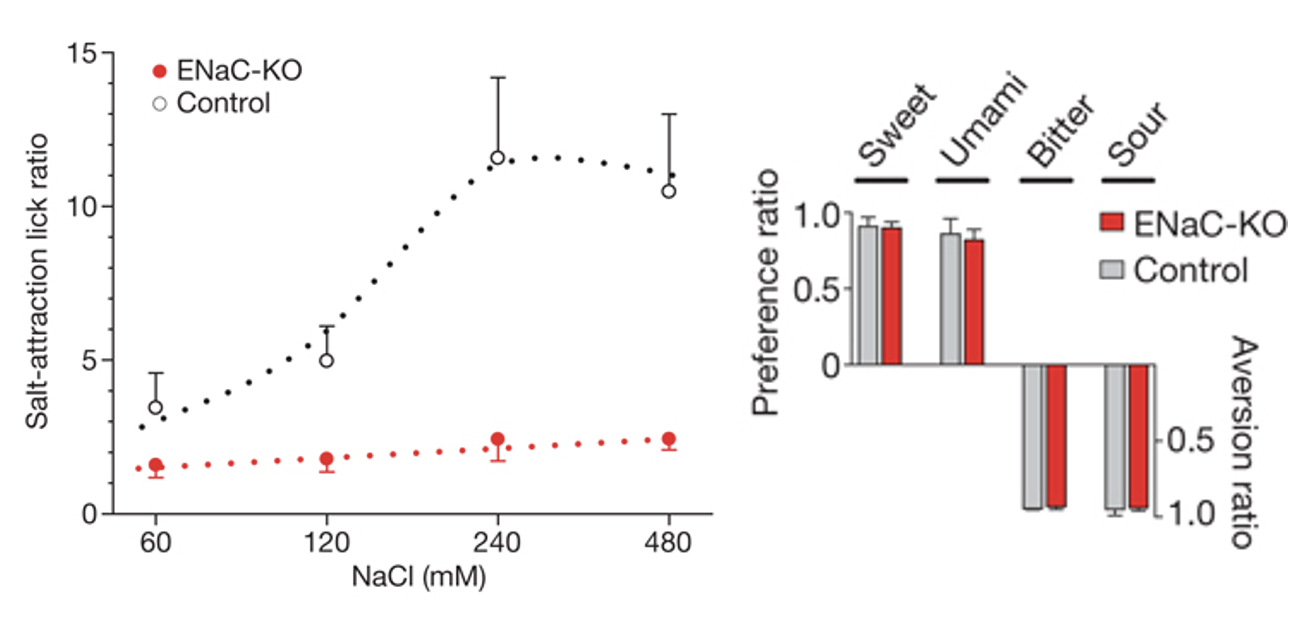<p>Selectively abolishes the attractive taste of NaCl</p><ul><li><p>Does not affect other taste responses</p></li><li><p>Epithelial sodium channels: Na+-selective ion channels</p><ul><li><p>ENaC is expressed in TRCs that <strong>do not </strong>express receptors for <strong>other tastants</strong></p></li></ul></li></ul><p></p>