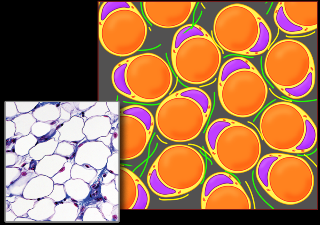 <p>what tissue is this</p>