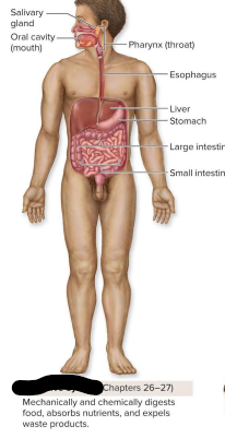 <p>Digestive system</p>