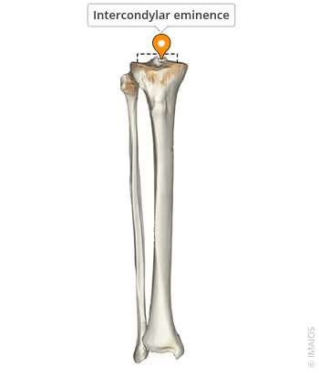 <p>What landmark within Tibia (shin bone, weight-bearing bone of lower leg; Curial / tibial region)</p>