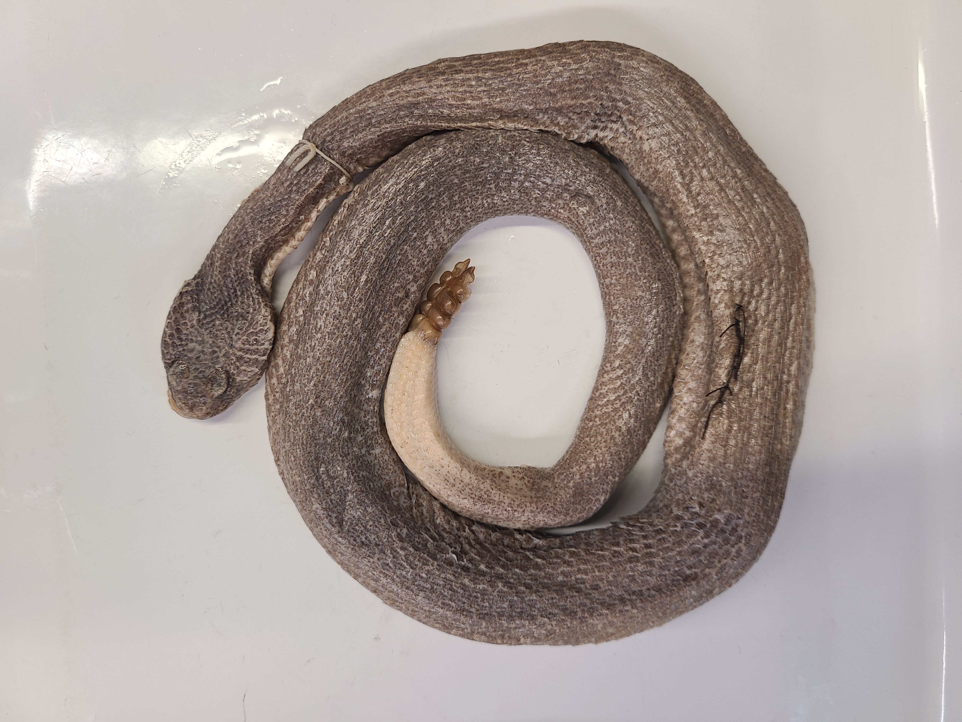 <p>Clade, Family, and Subfamily of Crotalus lepidus</p>