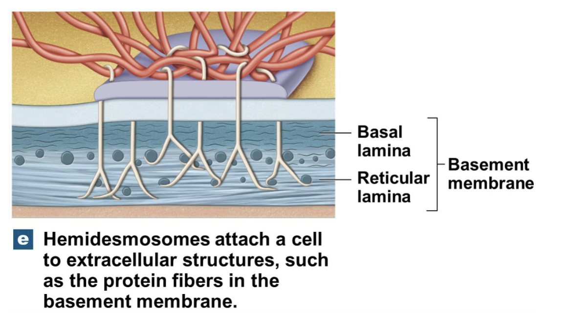 <p>A layer anchoring epithelium to connective tissue</p>