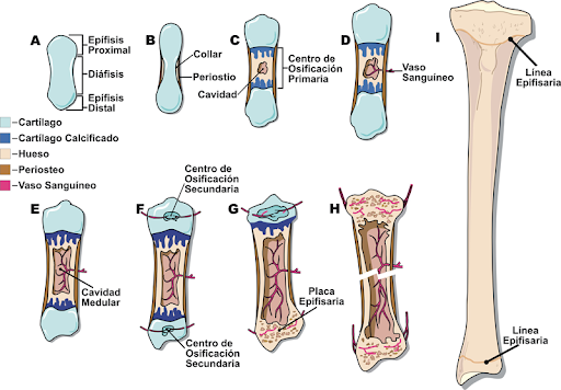 <p>proceso endocondral; <mark data-color="blue" style="background-color: blue; color: inherit;">sustrato </mark><strong><mark data-color="blue" style="background-color: blue; color: inherit;">cartílago hialino!!!!!</mark></strong></p>