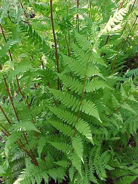 <p>clustered, erect and spreading to 6’ tall, lance shaped, tapering at both ends, with diamond shaped profile, elongated and curved fiddle head</p>