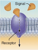 <p>Proteins with a specific shape where molecules attache to the protein on the outside of the cell membrane to create a signal inside the cell for communication.</p>