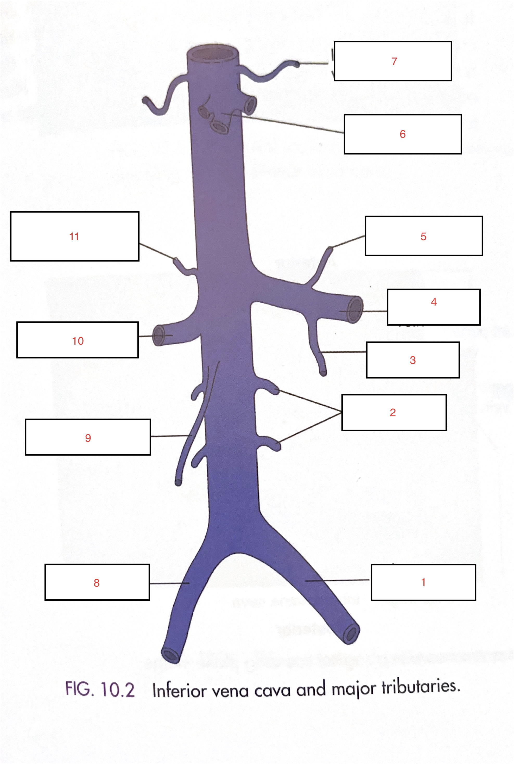 <p>11</p>