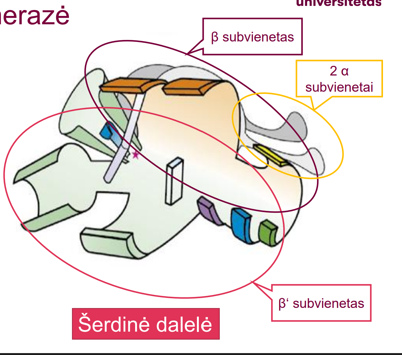 <p></p><p><strong><u>β ir β‘ subvienetai </u></strong>formuoja pagrindinę RNR polimerazės struktūrą, atsakingi už katalizę ir nukleorūgščių orientavimą</p><p><strong><u>Du α subvientai </u></strong>jungiasi išorėje ir svarbūs sąveikai su DNR </p><p><strong><u>ω subvienetas </u></strong>svarbus dalelės susimontavime</p>
