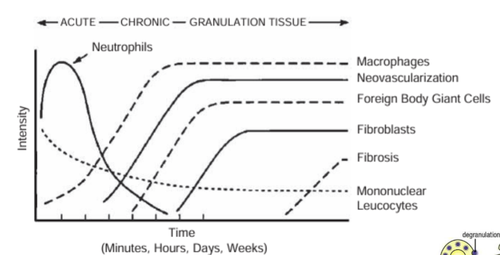 <p>1. Non-specific protein adsorption</p><p>2. Acute inflammation (minutes - days)</p><ul><li><p>Recruitment of primarily neutrophils (<span>engulfing pathogens)</span></p></li><li><p>Cytokine release to attract more immune cells (neutrophils, Macrophages)</p></li></ul><p>3. Chronic inflammation (weeks - years)</p><ul><li><p>Macrophage (from monocytes) recruitment and fusion into foreign body giant cells (FBGCs)</p></li><li><p>Macrophages release growth factors to promote new blood vessel formation</p></li></ul><p>4. Fibrous capsule formation </p><ul><li><p><span>fibroblasts deposit dense collagen fibers and extracellular matrix around the foreign object, creating a scar.</span></p></li></ul><p></p>
