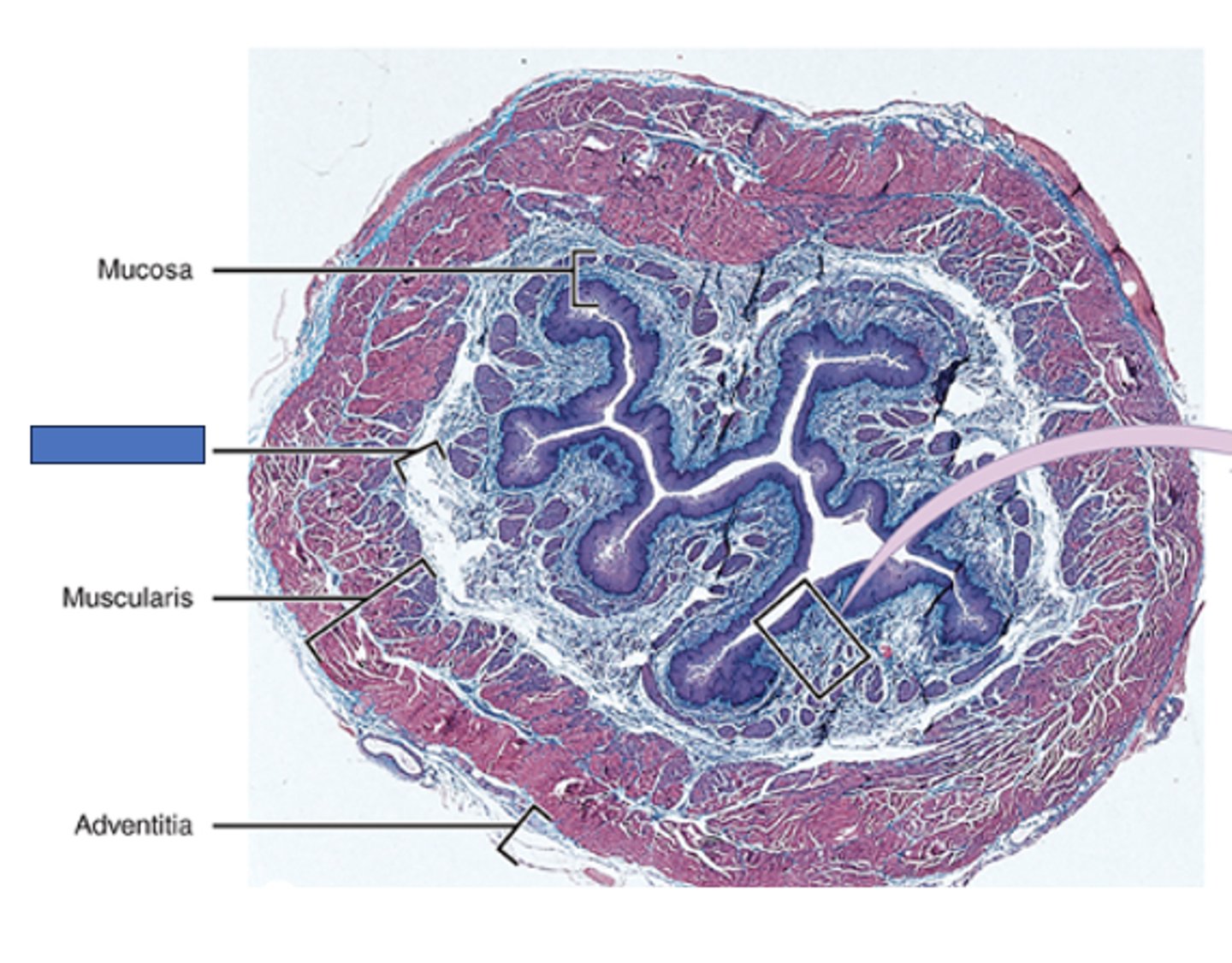 <p>Identify the layer of the esophagus</p>