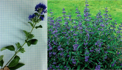 <p>Blue Mist Spirea</p>