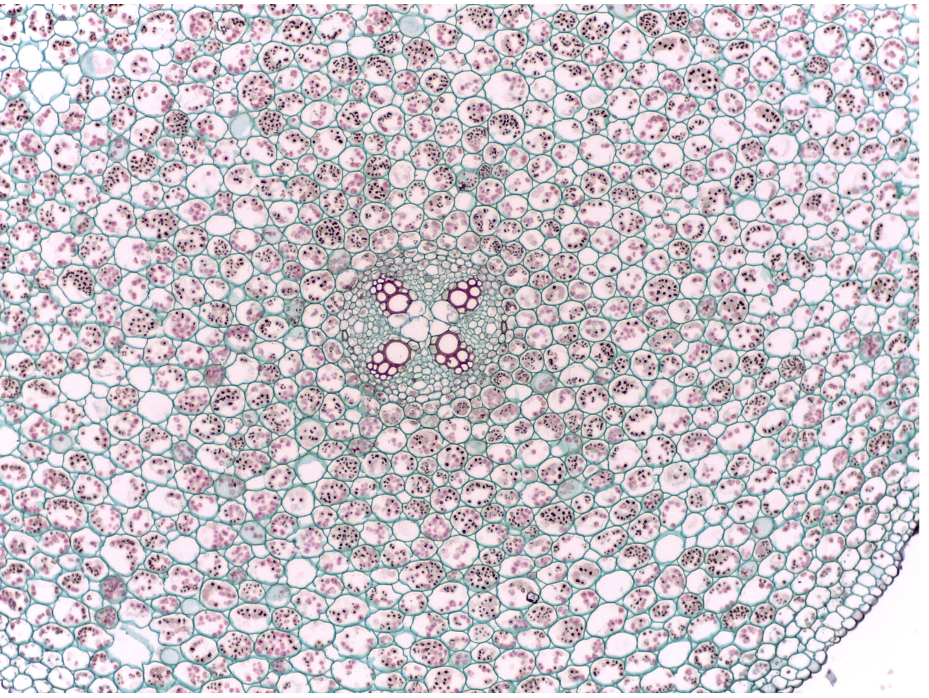 <p>See Image: A cross section has an X-shaped xylem. What is it?</p>