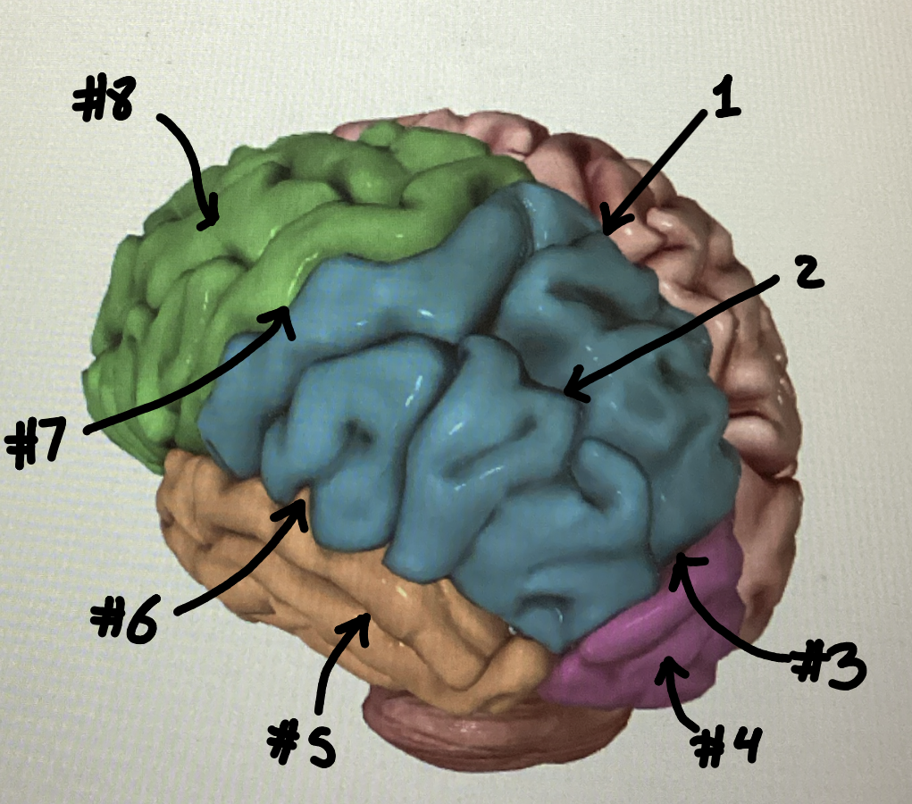<p>What are the four essential gyri/sulci/fissures to know and what do they do? ID them in the pictures</p>