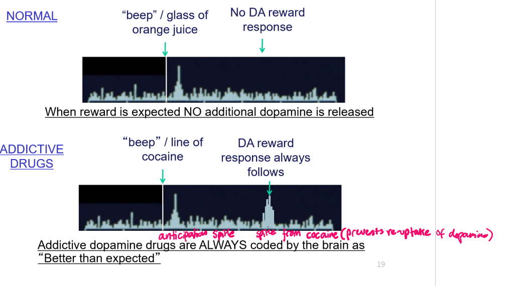 <p>Used as a treatment for ADHD</p><ul><li><p>DA & NA reuptake inhibitor</p></li><li><p>Similar to a cocaine analog; same pharmacophore as cocaine</p></li><li><p>Takes longer to see effects than cocaine</p></li></ul><p><span>Not as addictive as cocaine b/c the dopamine spike following the cue isn't almost immediate</span></p><ul><li><p><span>The quicker dopamine release following a cue, the more addictive the drug is</span></p></li></ul><p></p>