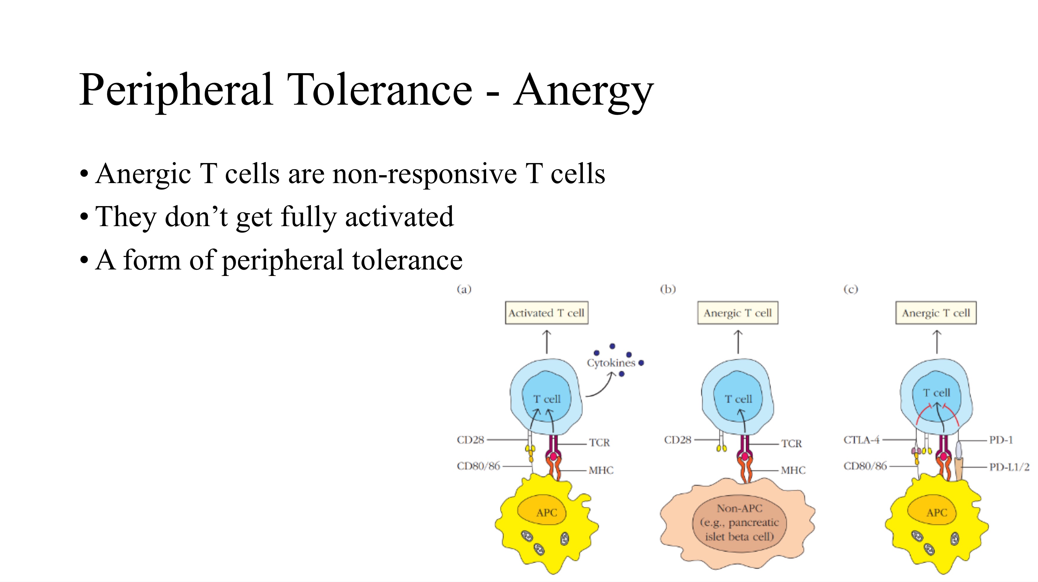 <p>Tregs constitutively express _, which binds to CD80/CD86 on APCs with higher affinity than CD28, effectively depriving effector T cells of necessary costimulatory signals.</p><ul><li><p>This is a form of competitive inhibition</p></li></ul><p></p><p>CTLA-4 gets expressed days after _ activation to dampen the immune response.</p><p></p><ul><li><p>What is the term to describe what happens to cells that receive signal 1 (TCR stim) but not co-stim?<br></p></li></ul><p></p>