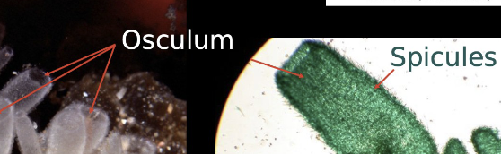<ul><li><p>Phylum Porifera</p></li><li><p>class calcarea </p></li><li><p>Asconoid sponge</p></li></ul><p></p>