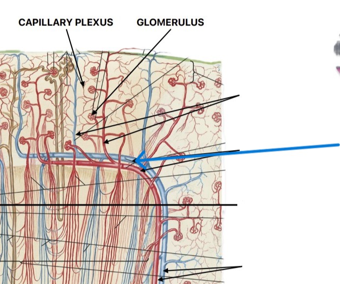 <p>Which vein of the kidneys:</p><ul><li><p>After interlobular (cortical radiate) veins</p></li><li><p>Before interlobar veins</p></li></ul><p></p>