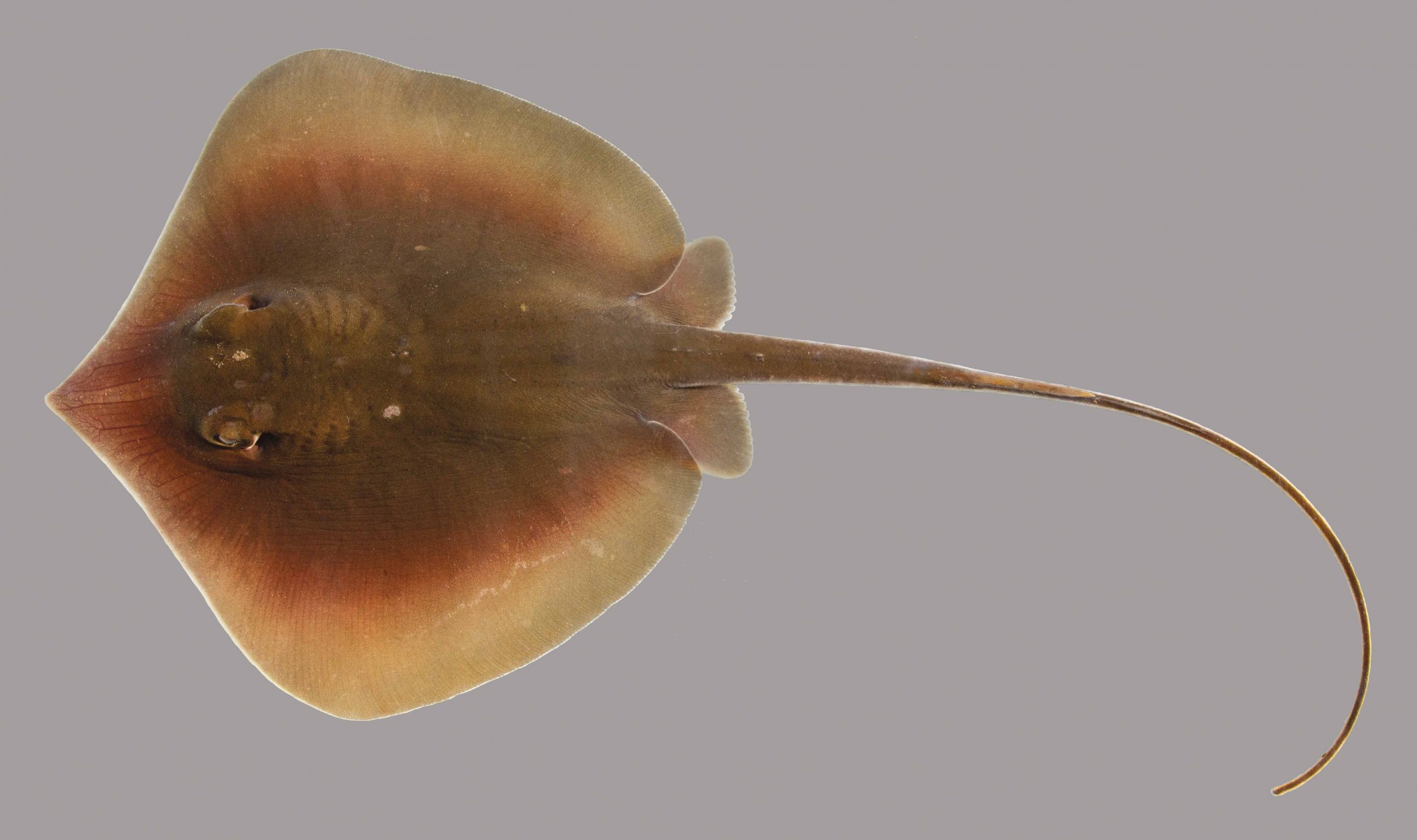 <p>Row of spines along the midline, dorsal and ventral folds on the tail</p>