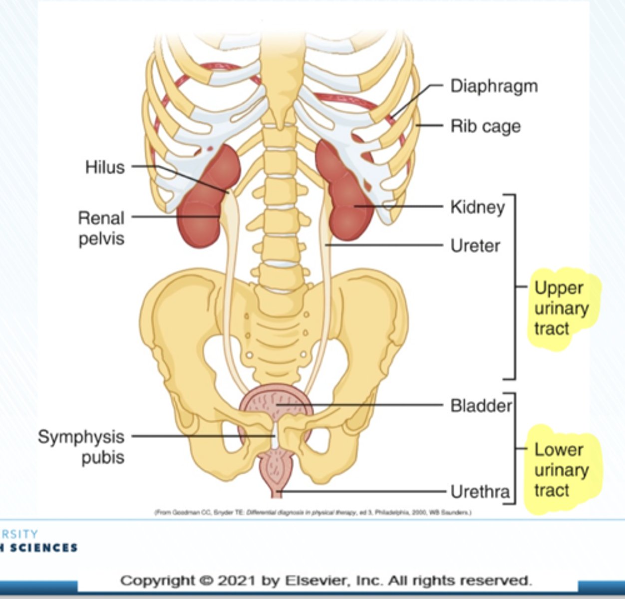<p>1. Kidney</p><p>2. Ureter</p>