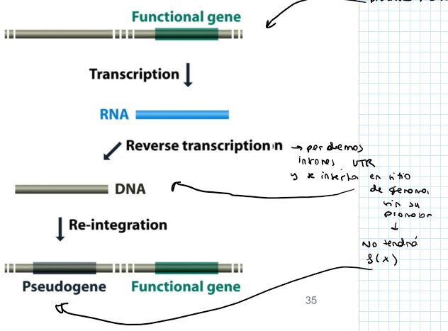 <ul><li><p>They arise by abnormal retrotransposition event on a functional gene → chat: An mRNA transcript from a functional gene is accidentally reverse-transcribed into DNA by an enzyme (usually from a LINE element) and then inserted back into the genome.</p></li><li><p>They lack introns and is inactive (no upstream regulatory sequences, no expression)</p></li></ul><p></p>
