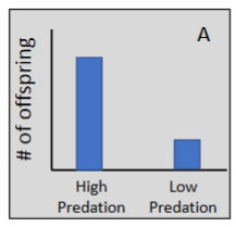 <p>In low-predation environments, guppies evolved to produce fewer offspring that were larger in size.</p>
